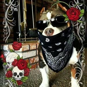 Meet your Posher, Jock